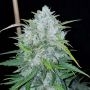 Bruce Banner Auto Feminized Marijuana Strain by BSB Genetics For Sale Online at Cannabis Seeds Outlet