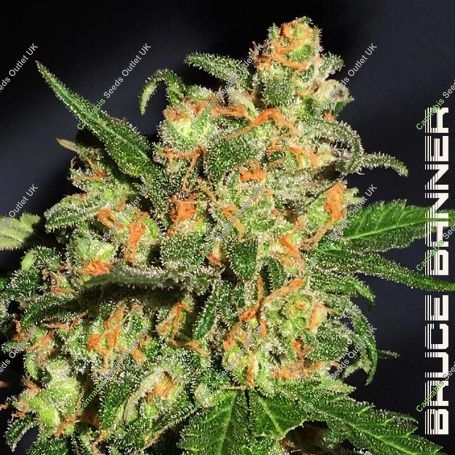 Bruce Banner No3 Feminized Marijuana Strain by BSB Genetics For Sale Online at Cannabis Seeds Outlet