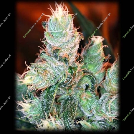 BSB Cheddar No.1 Feminized Marijuana Strain by BSB Genetics For Sale Online at Cannabis Seeds Outlet