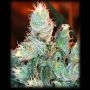 BSB Cheddar No.1 Feminized Marijuana Strain by BSB Genetics For Sale Online at Cannabis Seeds Outlet