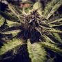 Cali Cherry Pie Feminized Marijuana Strain by BSB Genetics For Sale Online at Cannabis Seeds Outlet