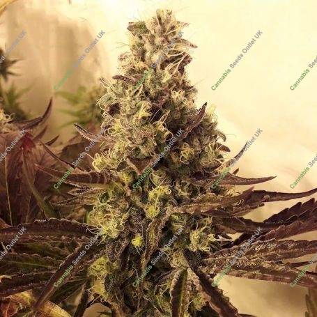 Cali Cookies Feminized Marijuana Strain by BSB Genetics For Sale Online at Cannabis Seeds Outlet
