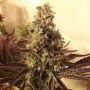 Cali Cookies Feminized Marijuana Strain by BSB Genetics For Sale Online at Cannabis Seeds Outlet