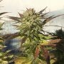 Green Crack Feminized Marijuana Strain by BSB Genetics For Sale Online at Cannabis Seeds Outlet