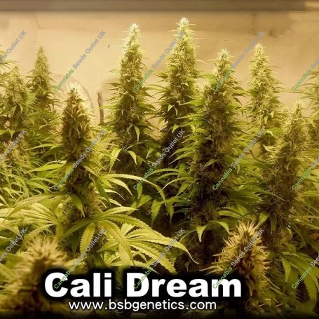 Cali Dream Feminized Marijuana Strain by BSB Genetics For Sale Online at Cannabis Seeds Outlet