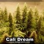 Cali Dream Feminized Marijuana Strain by BSB Genetics For Sale Online at Cannabis Seeds Outlet