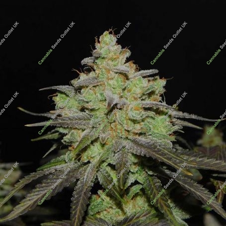 Cali OG Kush Feminized Marijuana Strain by BSB Genetics For Sale Online at Cannabis Seeds Outlet