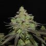 Cali OG Kush Feminized Marijuana Strain by BSB Genetics For Sale Online at Cannabis Seeds Outlet