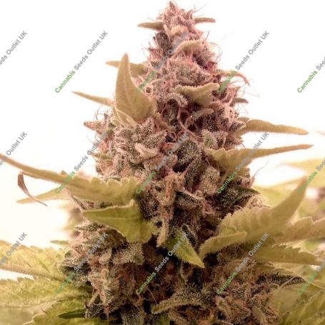 Cali SFV OG Feminized Marijuana Strain by BSB Genetics For Sale Online at Cannabis Seeds Outlet