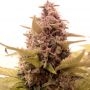 Cali SFV OG Feminized Marijuana Strain by BSB Genetics For Sale Online at Cannabis Seeds Outlet