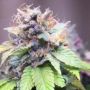 Cali Sherbet Female BSB Cali Collection Seeds