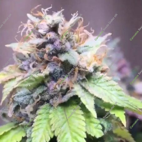 Cali Sherbet Feminized Marijuana Strain by BSB Genetics For Sale Online at Cannabis Seeds Outlet