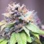 Cali Sherbet Feminized Marijuana Strain by BSB Genetics For Sale Online at Cannabis Seeds Outlet