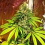 Cali Sour Diesel Feminized Marijuana Strain by BSB Genetics For Sale Online at Cannabis Seeds Outlet
