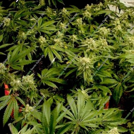 Cali Wreck Feminized Marijuana Strain by BSB Genetics For Sale Online at Cannabis Seeds Outlet