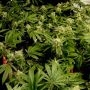 Cali Wreck Feminized Marijuana Strain by BSB Genetics For Sale Online at Cannabis Seeds Outlet