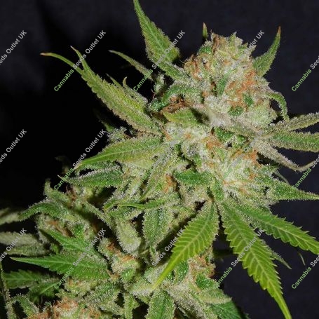 Chemdawg No.4 Feminized Marijuana Strain by BSB Genetics For Sale Online at Cannabis Seeds Outlet