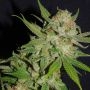 Chemdawg No.4 Feminized Marijuana Strain by BSB Genetics For Sale Online at Cannabis Seeds Outlet