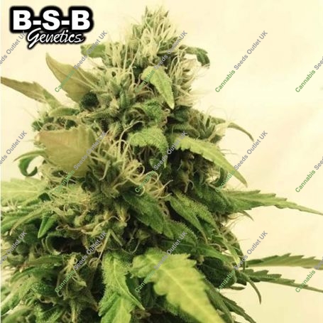 Critical + Auto Feminized Marijuana Strain by BSB Genetics For Sale Online at Cannabis Seeds Outlet