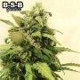 Critical + Auto Feminized Marijuana Strain by BSB Genetics For Sale Online at Cannabis Seeds Outlet