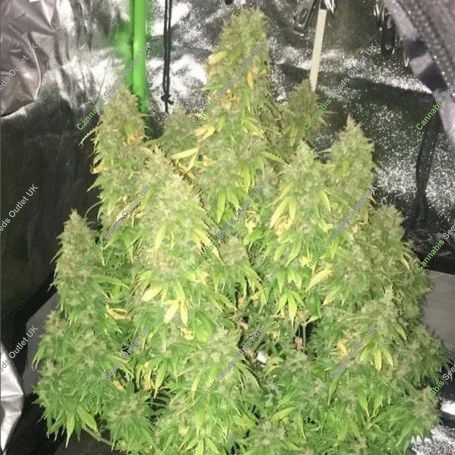 Diablo XL Auto Feminized Marijuana Strain by BSB Genetics For Sale Online at Cannabis Seeds Outlet