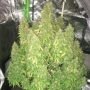 Diablo XL Auto Feminized Marijuana Strain by BSB Genetics For Sale Online at Cannabis Seeds Outlet