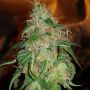 Gelato No.45 Female BSB Genetics Cannabis Seeds
