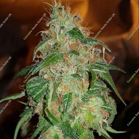 Gelato No.45 Feminized Marijuana Strain by BSB Genetics For Sale Online at Cannabis Seeds Outlet
