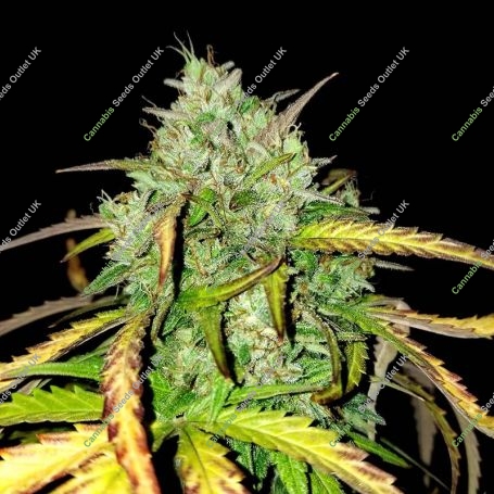 Girl Scout Cookies Auto Feminized Marijuana Strain by BSB Genetics For Sale Online at Cannabis Seeds Outlet