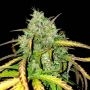 Girl Scout Cookies Auto Feminized Marijuana Strain by BSB Genetics For Sale Online at Cannabis Seeds Outlet