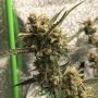 Gorilla Glue No.4 Auto Feminized Marijuana Strain by BSB Genetics For Sale Online at Cannabis Seeds Outlet