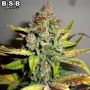 Gorilla Glue No.4 Feminized Marijuana Strain by BSB Genetics For Sale Online at Cannabis Seeds Outlet