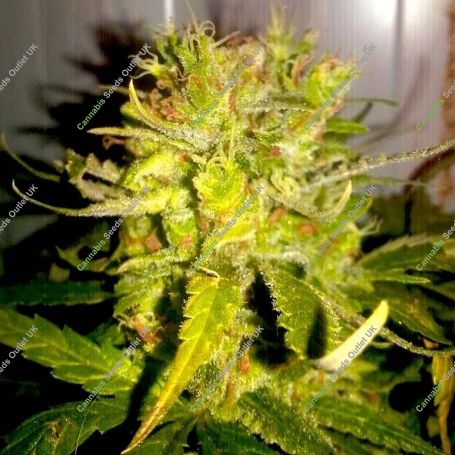 Lemon Haze Feminized Marijuana Strain by BSB Genetics For Sale Online at Cannabis Seeds Outlet