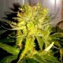 Lemon Haze Feminized Marijuana Strain by BSB Genetics For Sale Online at Cannabis Seeds Outlet