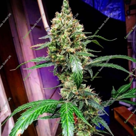 Manderine Dream XL Auto Feminized Marijuana Strain by BSB Genetics For Sale Online at Cannabis Seeds Outlet