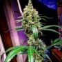 Manderine Dream XL Auto Feminized Marijuana Strain by BSB Genetics For Sale Online at Cannabis Seeds Outlet