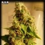Moby Dick Feminized Marijuana Strain by BSB Genetics For Sale Online at Cannabis Seeds Outlet