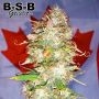 Northern Big Bud Auto Feminized Marijuana Strain by BSB Genetics For Sale Online at Cannabis Seeds Outlet