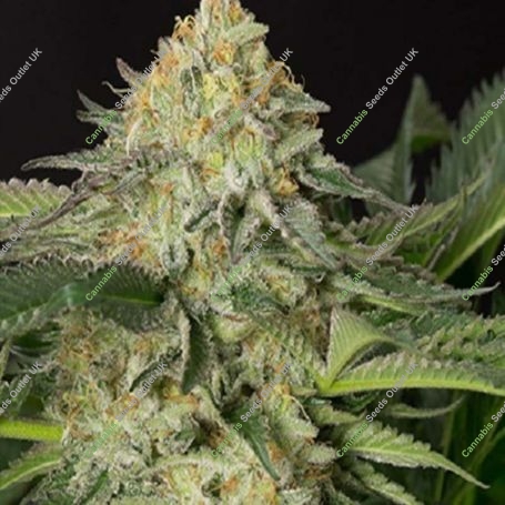 OG Lemon Garlic Feminized Marijuana Strain by BSB Genetics For Sale Online at Cannabis Seeds Outlet