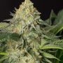 OG Lemon Garlic Feminized Marijuana Strain by BSB Genetics For Sale Online at Cannabis Seeds Outlet