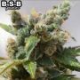Power Plant Female BSB Genetics Cannabis Seeds