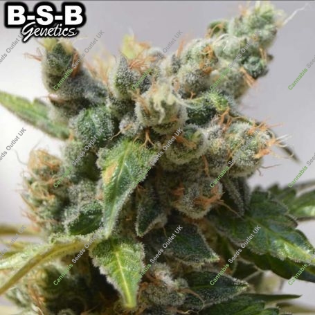 Power Plant Feminized Marijuana Strain by BSB Genetics For Sale Online at Cannabis Seeds Outlet