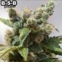 Power Plant Feminized Marijuana Strain by BSB Genetics For Sale Online at Cannabis Seeds Outlet