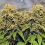 Rainbow Glue Feminized Marijuana Strain by BSB Genetics For Sale Online at Cannabis Seeds Outlet