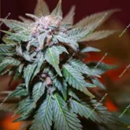 Skywalker Cookies Feminized Marijuana Strain by BSB Genetics For Sale Online at Cannabis Seeds Outlet