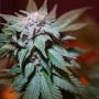 Skywalker Cookies Feminized Marijuana Strain by BSB Genetics For Sale Online at Cannabis Seeds Outlet