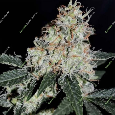 Stardawg Feminized Marijuana Strain by BSB Genetics For Sale Online at Cannabis Seeds Outlet