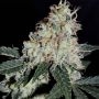 Stardawg Feminized Marijuana Strain by BSB Genetics For Sale Online at Cannabis Seeds Outlet