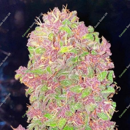Strawberry Milkshake Auto Feminized Marijuana Strain by BSB Genetics For Sale Online at Cannabis Seeds Outlet