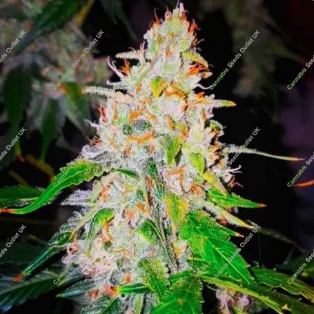Sweet Tooth Auto Feminized Marijuana Strain by BSB Genetics For Sale Online at Cannabis Seeds Outlet